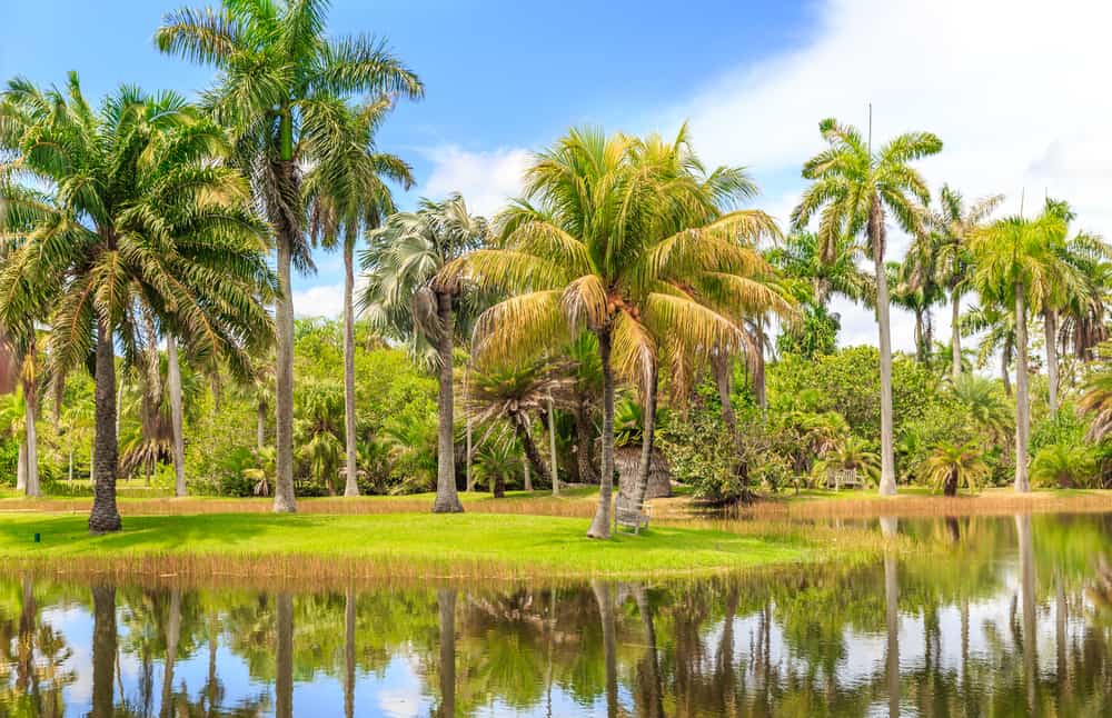 Palm trees overlooking water at the Fairchild Tropical Botanic Garden, one of the best things to do during 3 days in Miami.