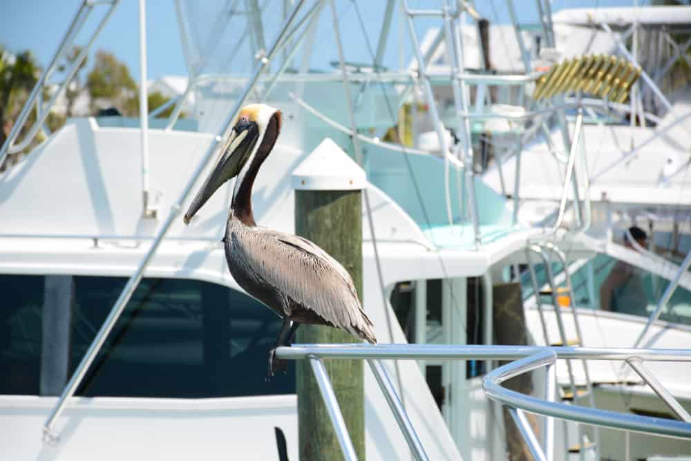 A pelican sitting on a boat among many other white boats at the Historic Seaport Harbor Walk in Key West, Florida.
