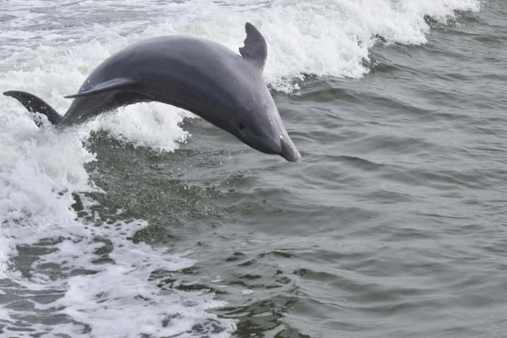 A grey bottlenose dolphin jumps over the wake of a small boat on a dolphin cruise which is one of the best things to do in Marco Island.