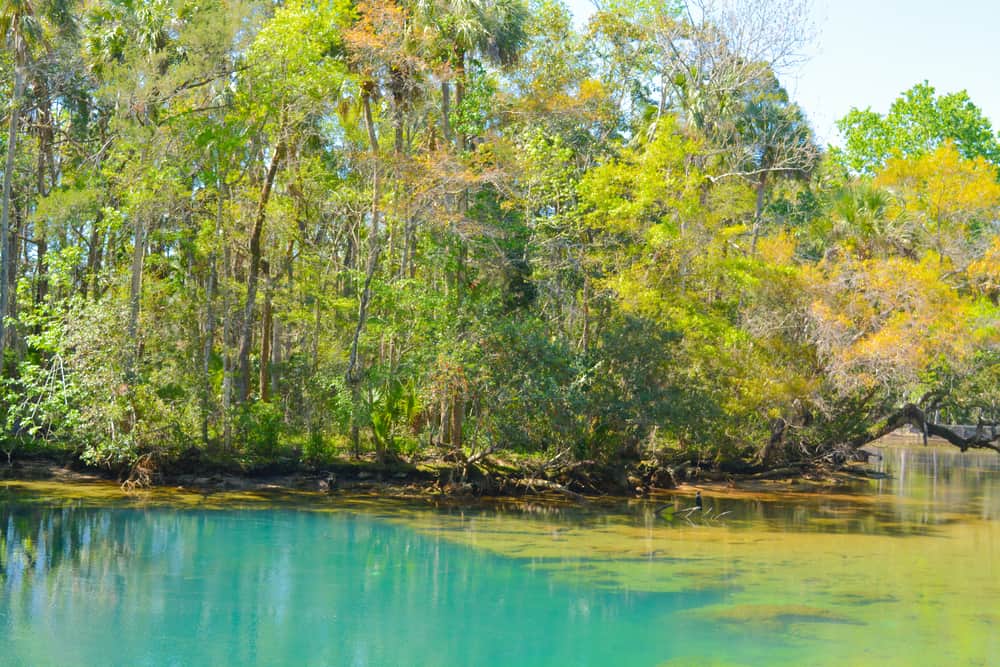 Homosassa Springs  wildlife park where you can spot animals with turuqoise water