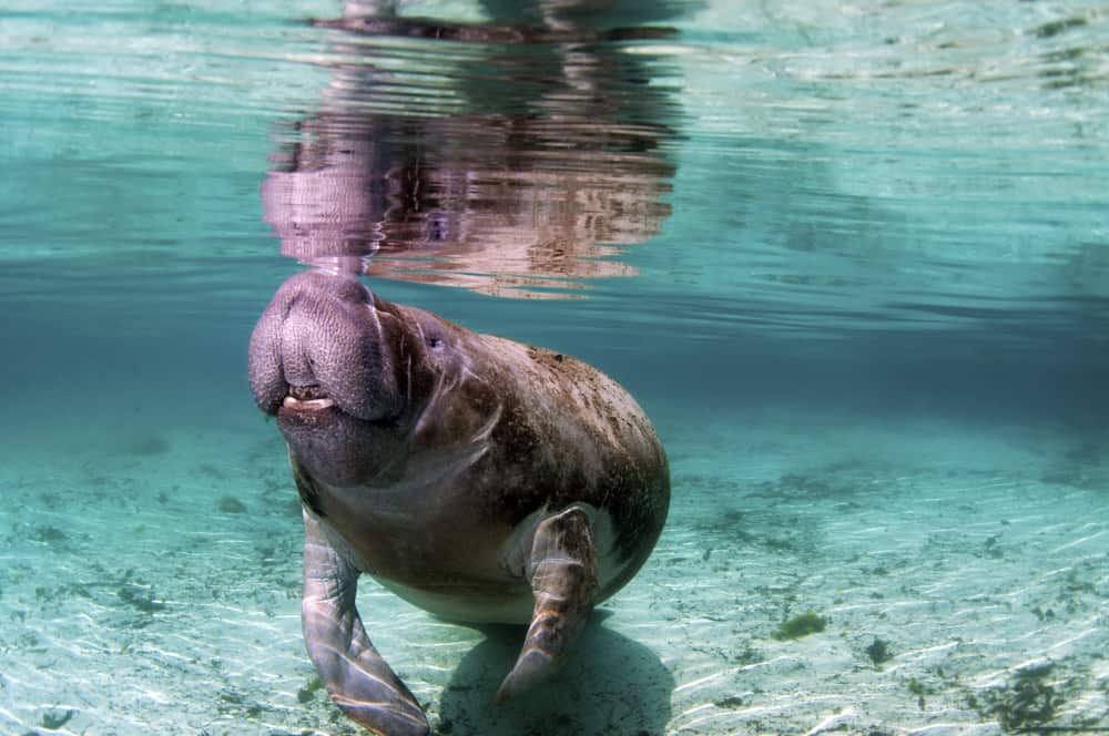a manatee under the water