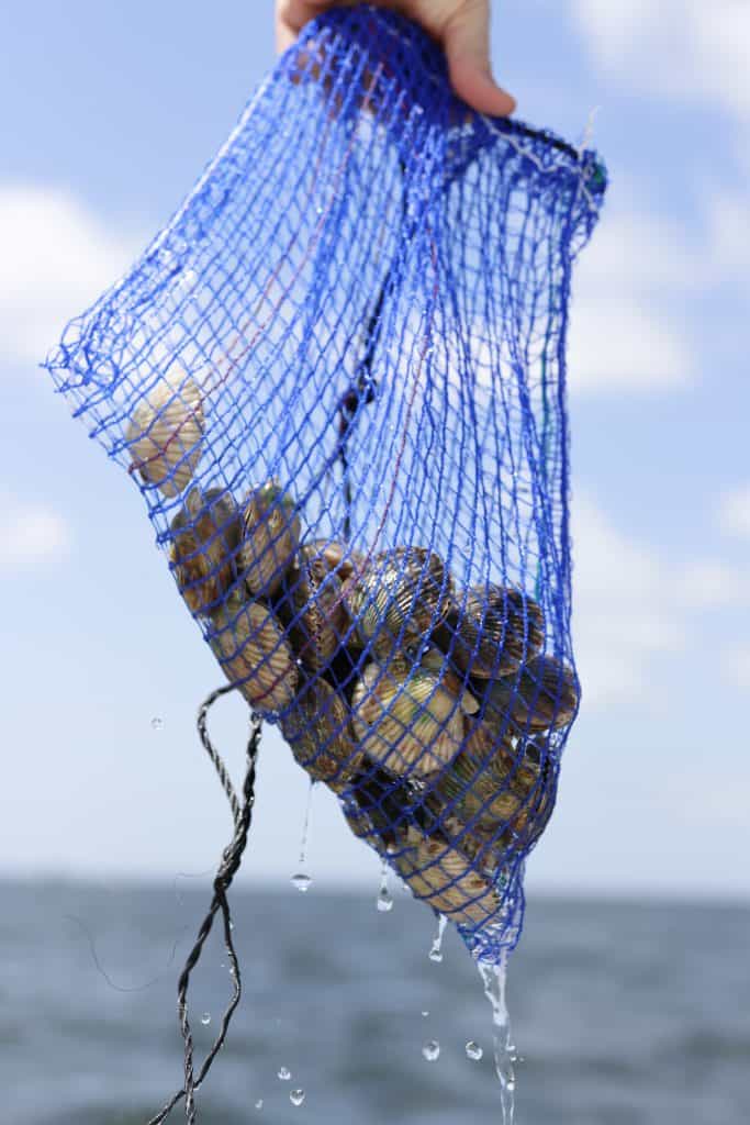 a blue mesh bag of scallops from Crystal River