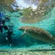 a manatee swimming in the water with two divers