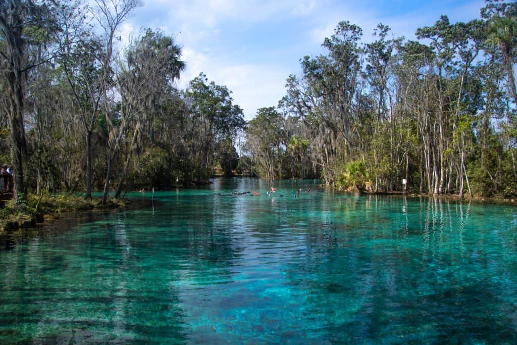 crystal river springs is one of the best places to go, this water lovers paradise with trees 