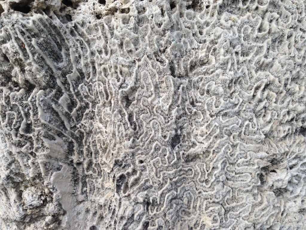 A picture of Fossilized coral at Windley Key Fossil Reef Park, one of the best places to go in Islamorada. The coral is white and grey with swirling intricate patterns that look almost like scribbles 