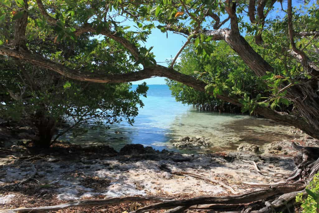 A view of the shore on Indian key, looking directly at the shoreline. mangroves slightly obscure the view of the dazzling turqoise water, and the shade shields the person taking the photograph from the bright sun