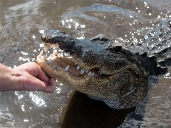 man touching an alligator one of the weird florida laws