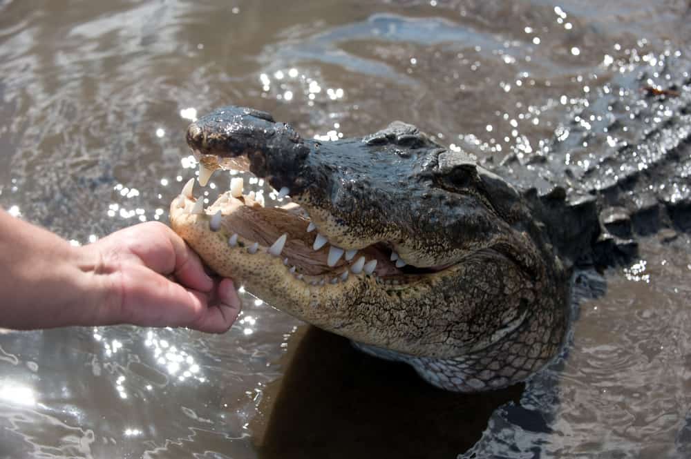 man touching an alligator one of the weird florida laws