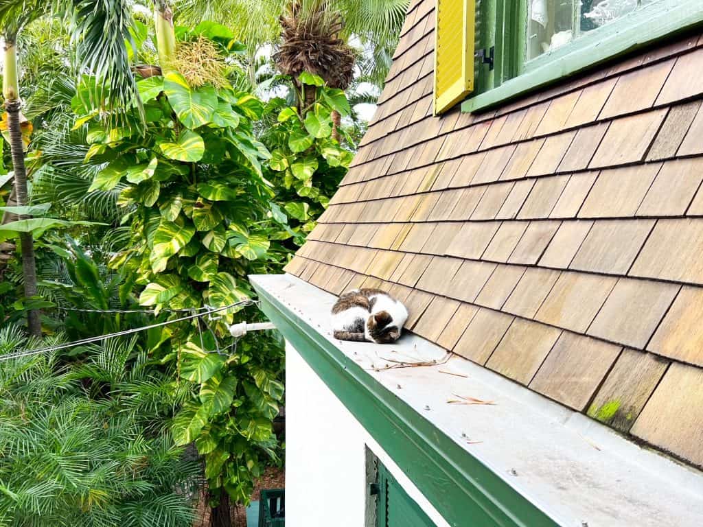 A brown and white calico cat sleeps curled up on the beam of the shingled roof at the Ernest Hemingway Home and Museum.