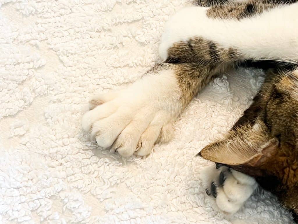 A close-up of a white, six-toed paw of one of the Hemingway cats who is asleep at the Ernest Hemingway Home.
