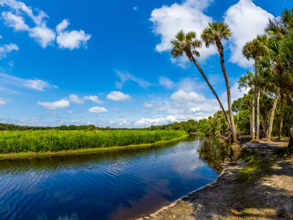 The Myakka River flowing among palm trees and wetlands.