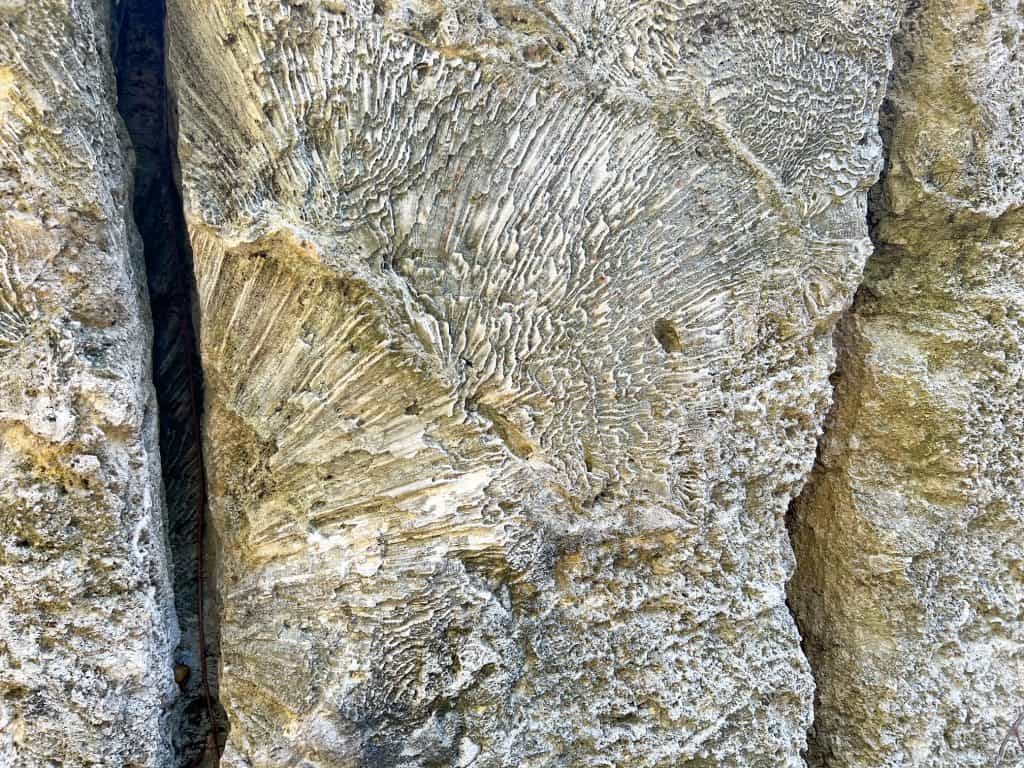 Close up details of fossilized coral at Windley Key Fossil Reef Geological State Park.