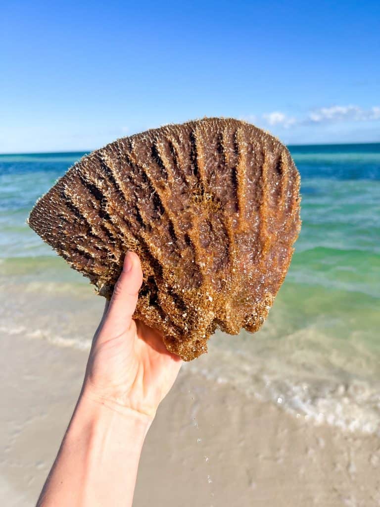 A hand holds up an iconic and large piece of coral in contrast to the blue waters of Bahia Honda State Park.