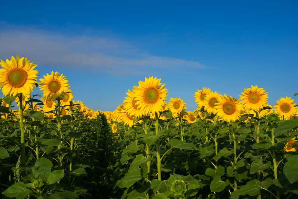 Sunflowers at one of the best things to do in spring hills, sweetfied farms 