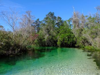 weeki wachee one of the best things to do in spring hill florida
