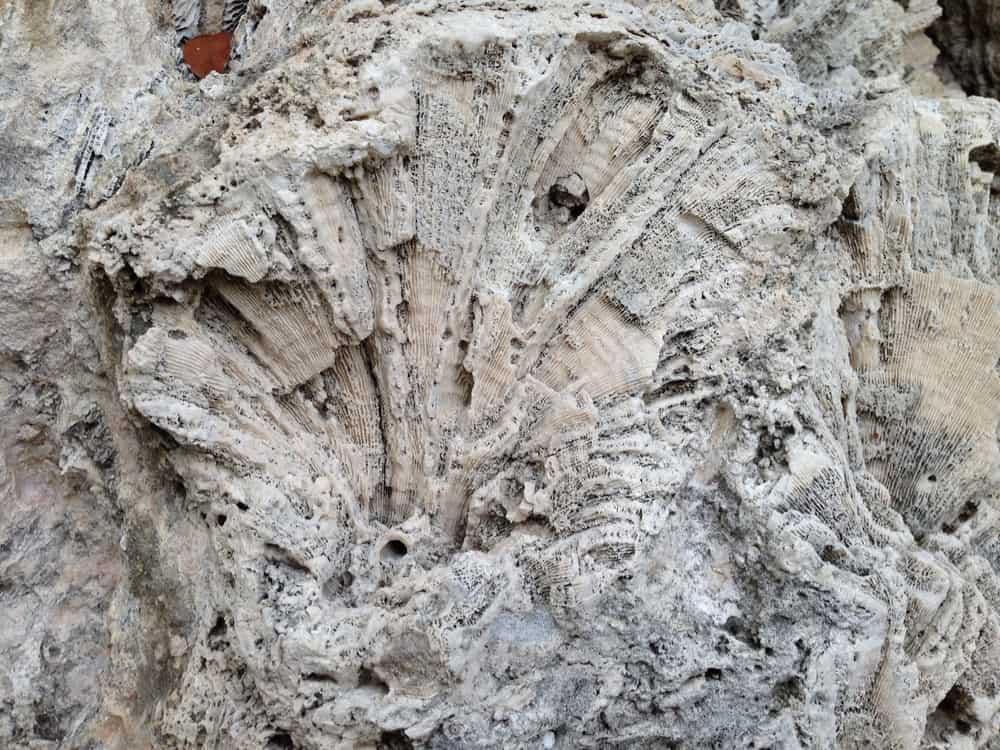 a fossile at windley key state park in the florida keys