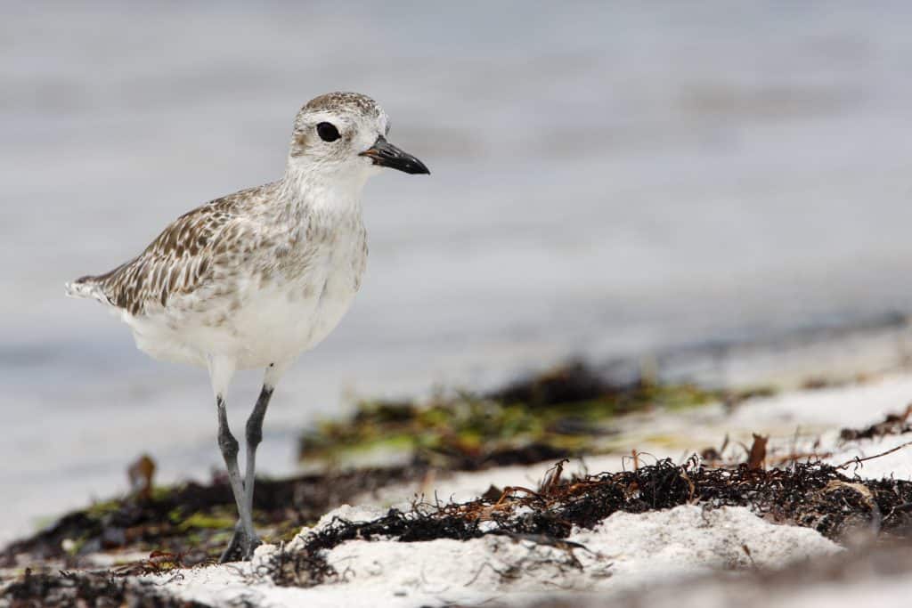 A picture of a cute bird known as the black-bellied Plover roaming around on the sandy beach pecking at the seaweed that has been washed up