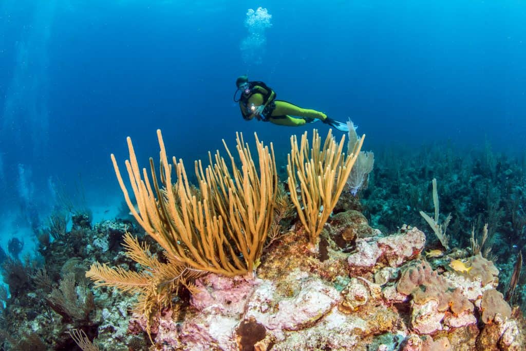 a photo of a scuba diver in a yellow and black diving suit, floating above a colorful coral reef, the background is dark blue, and the foreground with the coral is yellow and pink and orange