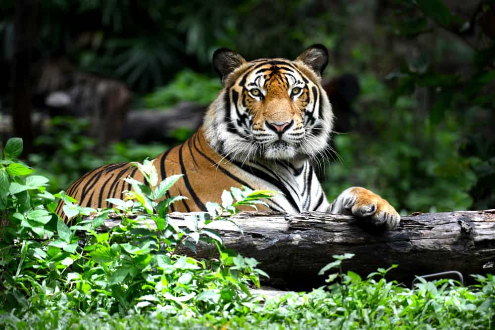 Tiger at one of the best things to do in Spring Hills, the wildlife sanctuary