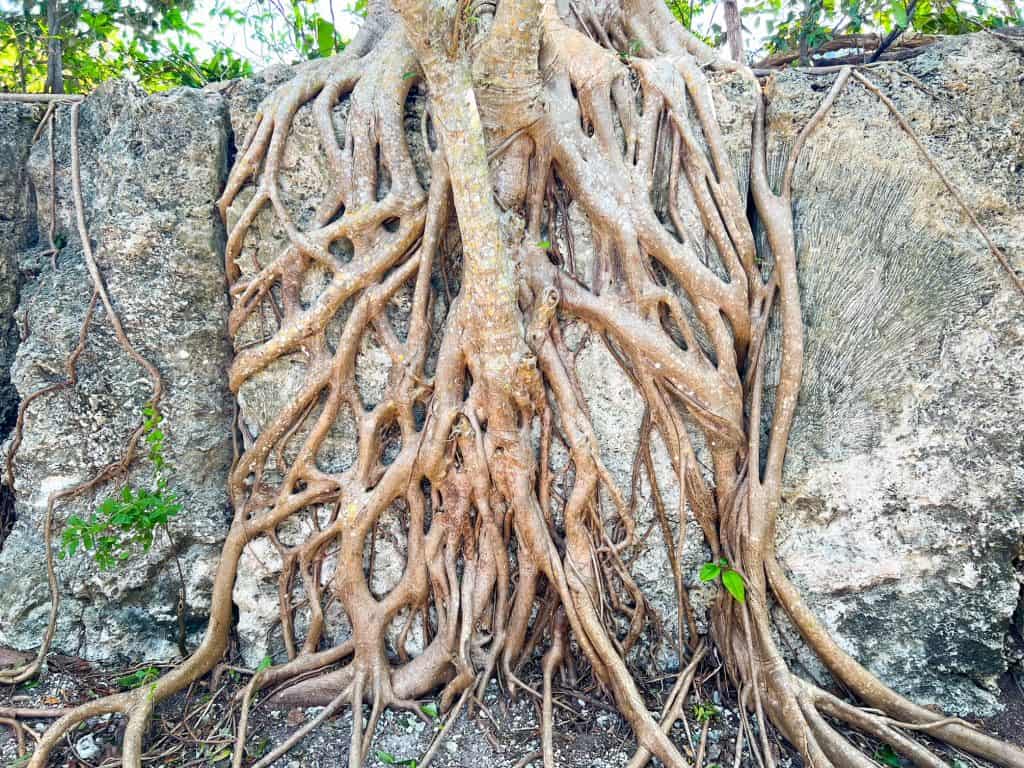 Tree roots that have grown through the stone and historic coral at Windley Key State Park.
