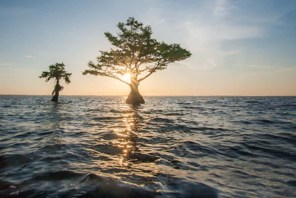 Lake Istokpoga Cypress Black and White