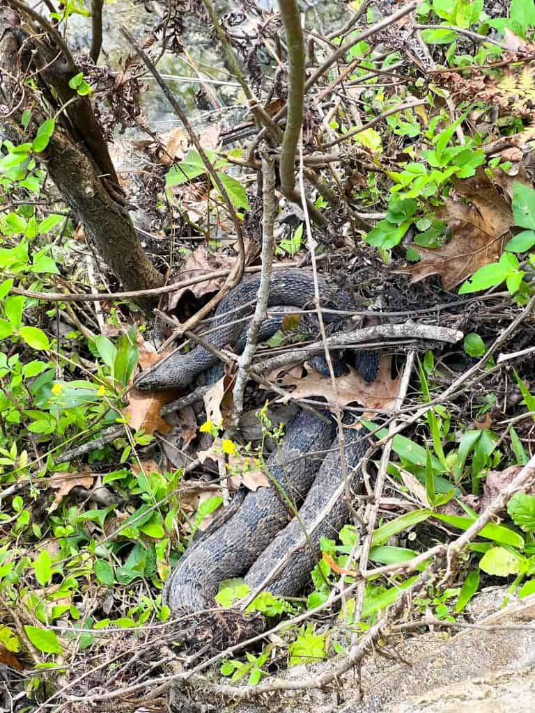 A snake found in the foliage at Ichetucknee Springs.