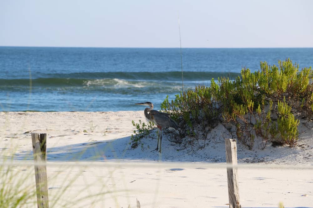 On a sunny day, a blue heron stands near a dune at Johnson Beach, one of the best Panhandle beaches.