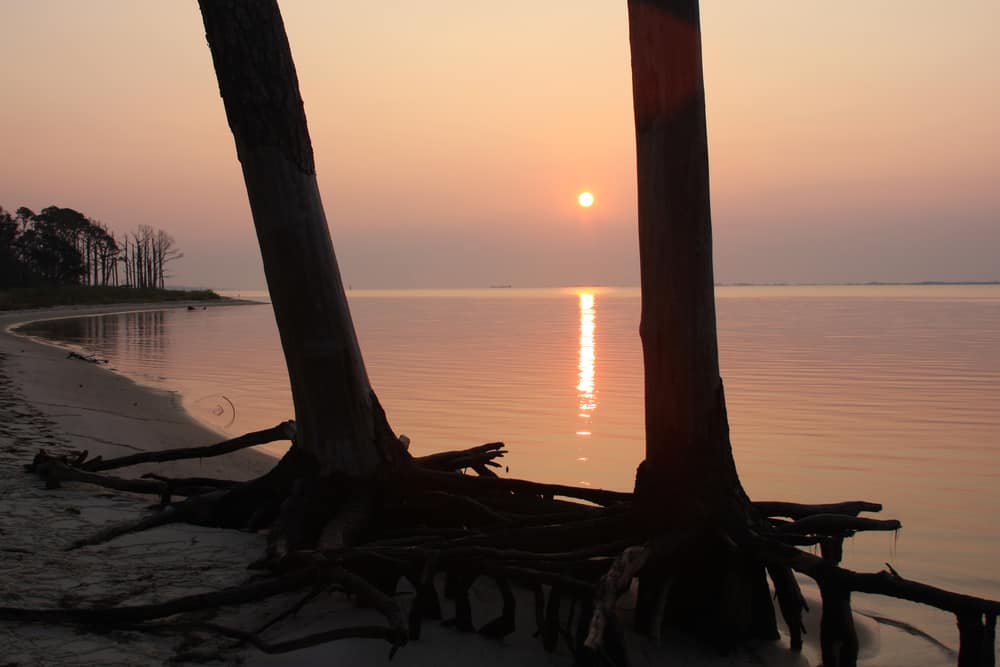 The sun sets in the distance, creating a pink glow, with two trees in silhouette standing on the shore at Naval Live Oaks Nature Preserve near Pensacola.