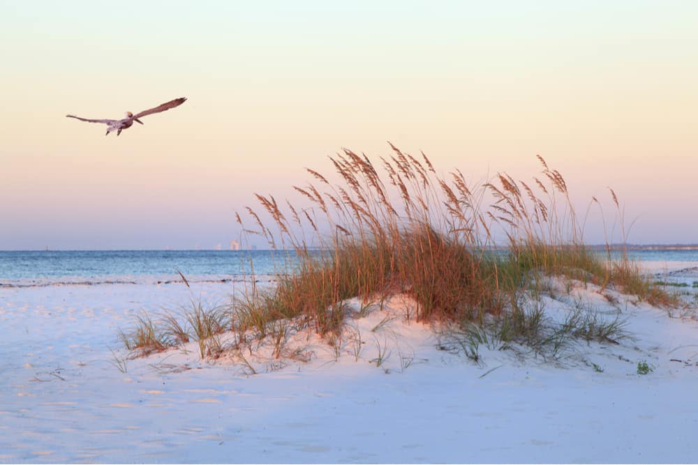 A pelican flies over a grassy sand dune at sunset on Opal Beach in Pensacola, FL.