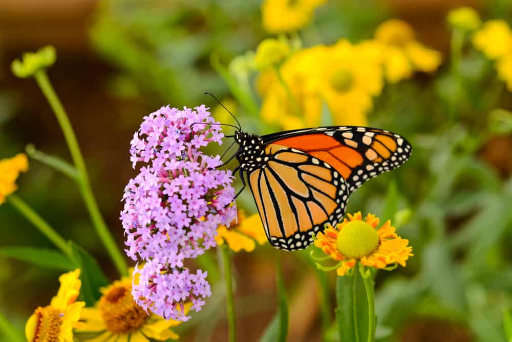 A butterfly on a flower, representing a fun date night in Miami, going to the botanical gardens 