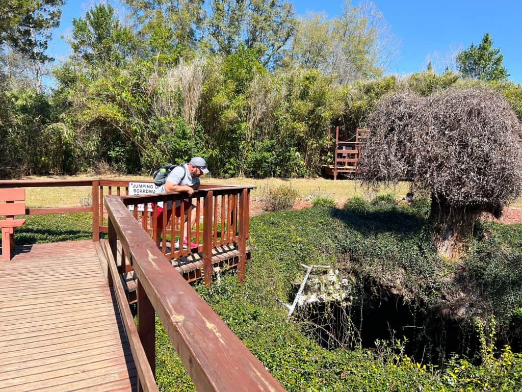 A man over-looks the chimney top of the Devil's Den Cave, observing what is below from the comfort of a wooden boardwalk that is surrounded by oaks and grass. 