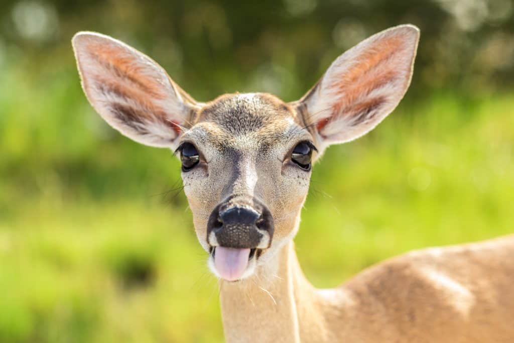 a silly picture of one of the miniature deer with its tongue sticking out, taken  in the deer sanctuary in Big Pine Key, one of the best islands in the Florida Keys
