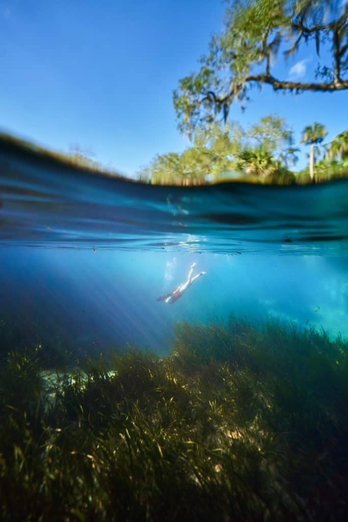 A woman in a red bathing suit dives underwater, close to the green grass at Juniper Springs.