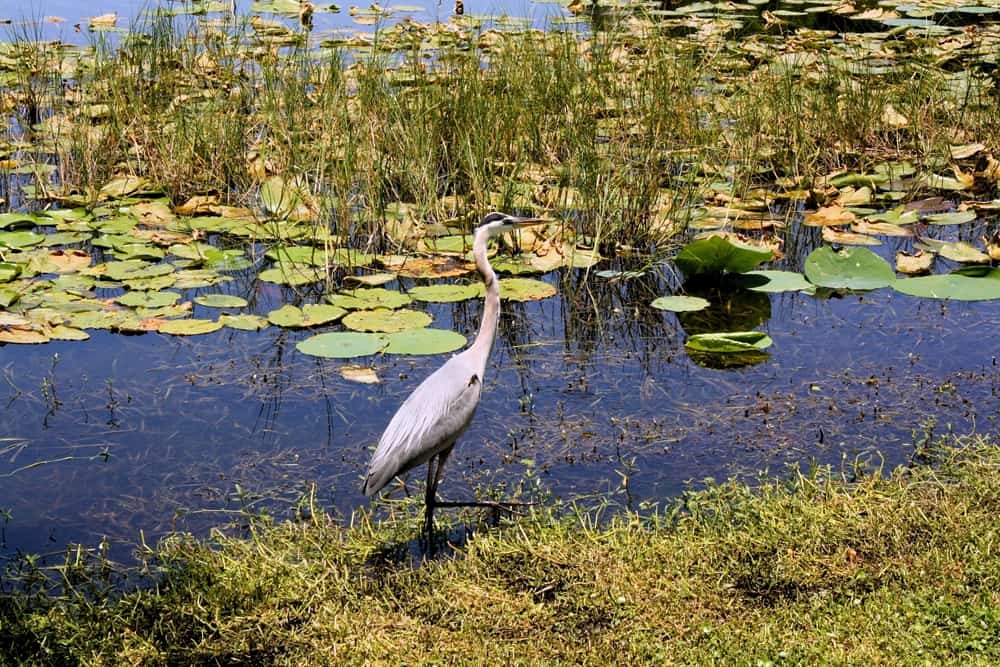a bird around Lake Griffin Leesburg Florida. There are grasses and lilly pads in the water. 