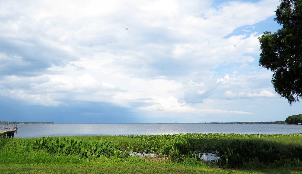 A view of Lake Harris with grasses in the forground and a tree. There is a boardwalk with a person fishing from. 