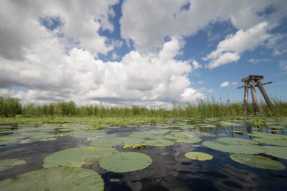 A wooden structure standing in the grasses and lilly pads on Lake Okeechobee . In an article about lakes in Florida. 