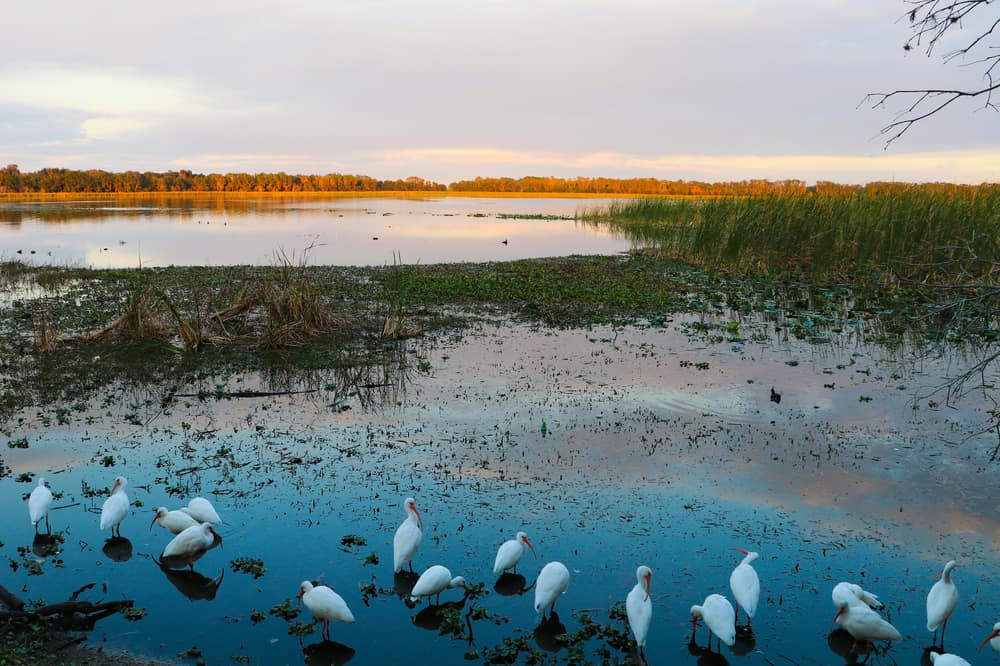 Lake Parker Park at Dusk with birds in the forground in an article about lakes in Florida. 