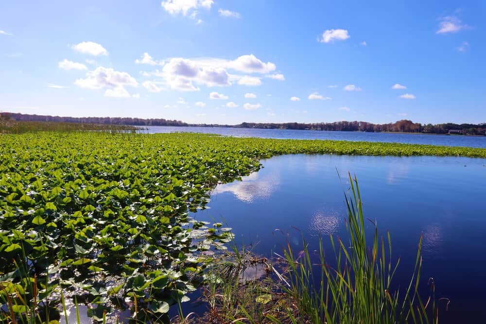 John Chestnut Park located on Lake Tarpon with wetland boardwalks and a boat launch.  The article is about lakes in Florida.  