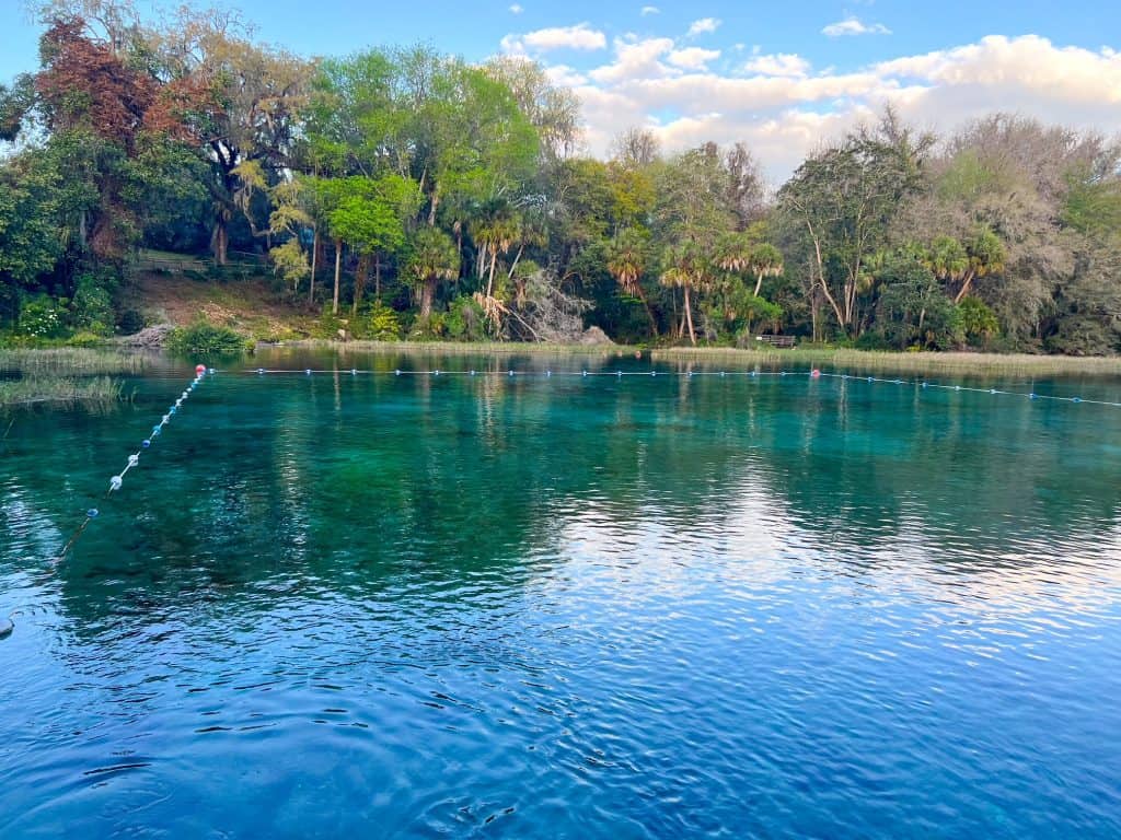 A shot of the swimming area at Rainbow Springs: it has areas blocked off with rope and the water is super blue. 