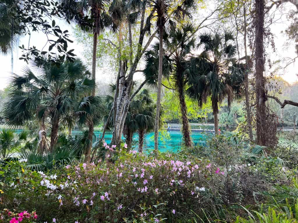 A shot of Rainbow Springs shows the blue water peeking through the palm trees and blossoming bushes that feature pink and white flowers.