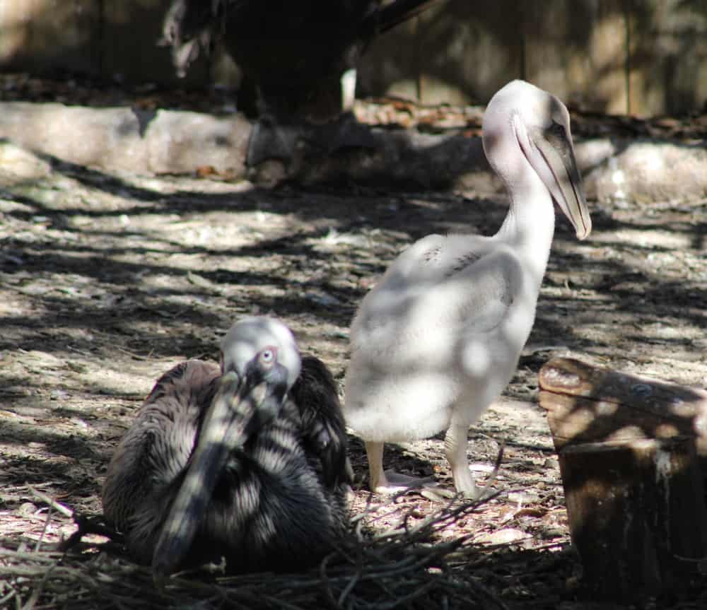 pelicans at the seaside bird sanctuary one of the free things To do in Indian Rocks Beach