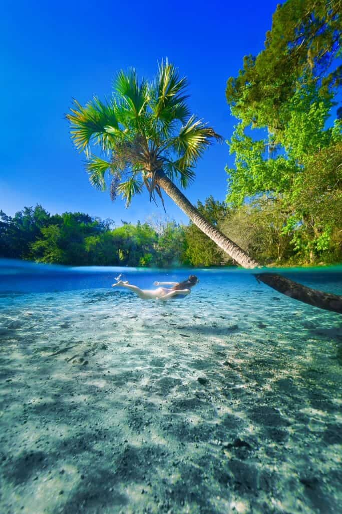 A woman in snorkel gear swims underwater beneath a palm tree in Silver Glen Springs.