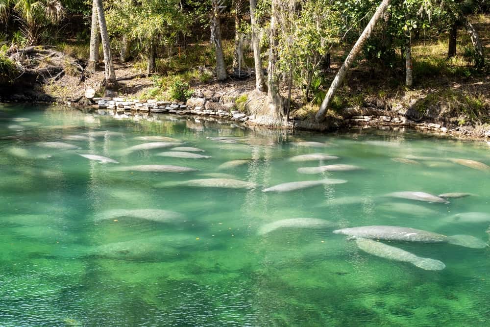 One of the best things to do in Central Florida is see manatees gathered in the clear water of Blue Springs State Park.