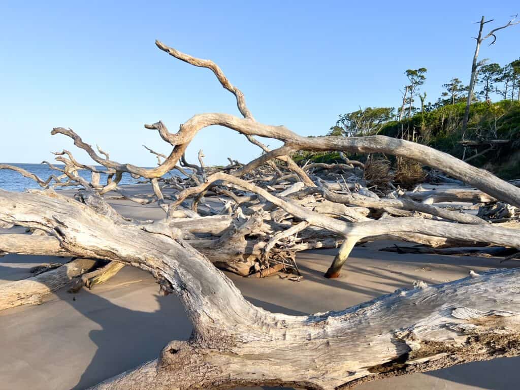 Bleached and weathered oak trees washed up on a beach near Amelia Island. 