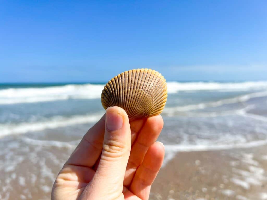 A hand holding a perfect seashell with the ocean in the background on a sunny day. 