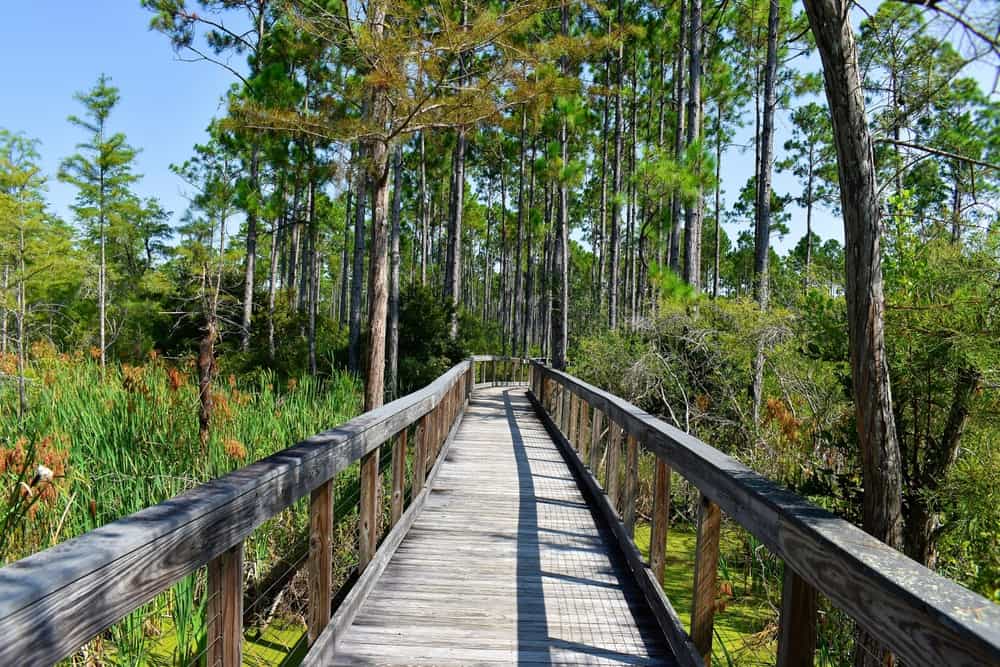 A boardwalk cutting through trees and greenery in Conservation Park, one of the best things to do in Panama City, Florida.