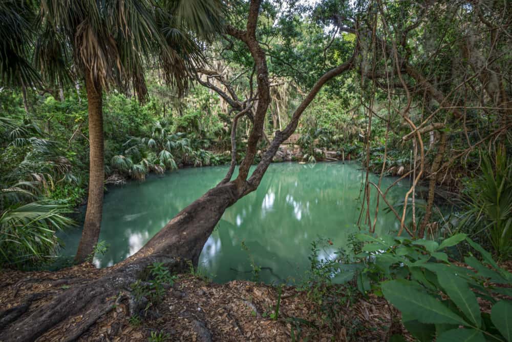 Looking through trees at the dark green water of Green Springs.