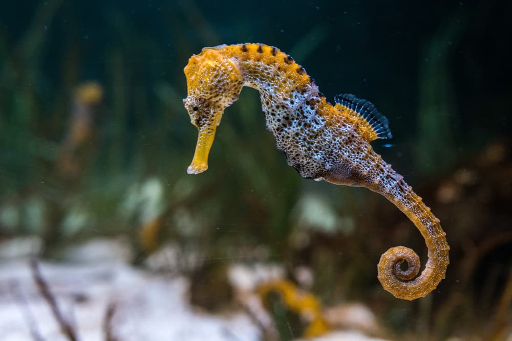 A seahorse swimming underwater.