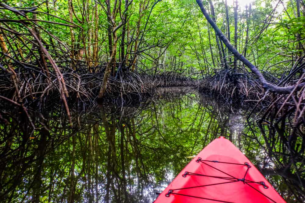 A red kayak floats through a tunnel of green-topped mangrove trees, an outdoor activity that is one of the best things to do in Sarasota.