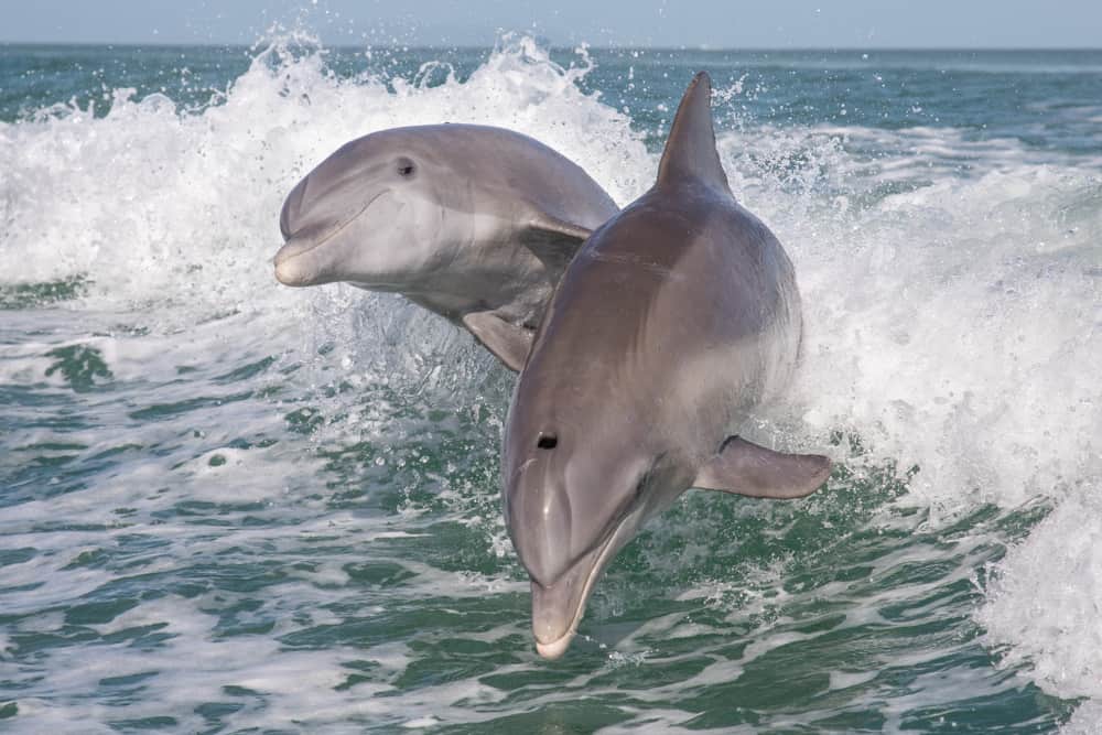 A pair of dolphins jump out of the wave of a boat in the ocean.